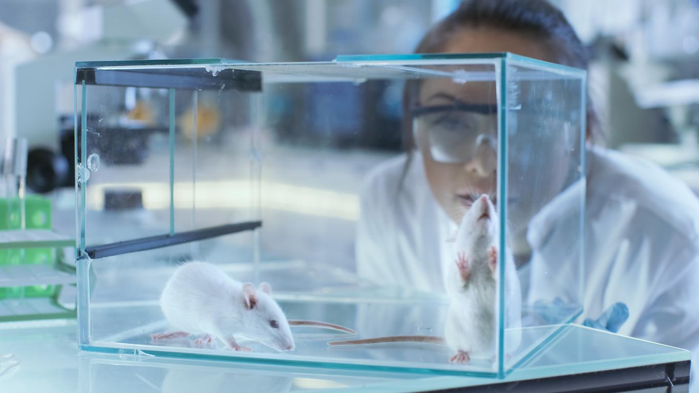 Researchers extend the lifespan of mice… and could do the same in humans!