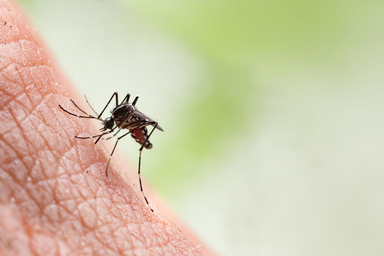 Dengue : la Guadeloupe passe en phase épidémique 