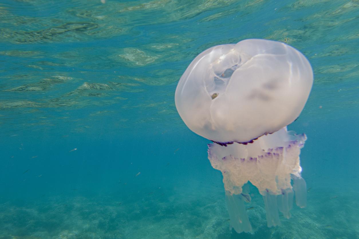 Itching: Martine's family in search of the mysterious jellyfish