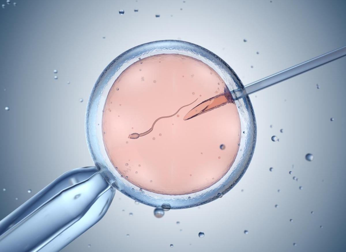 ovule humain visible