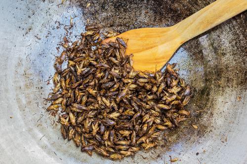 Les types d'insectes comestibles