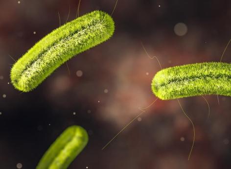 Listeria : plusieurs fromages rappelés dans toute la France