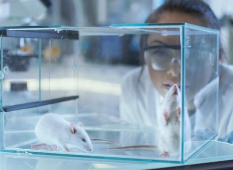 Des chercheurs allongent la durée de vie de souris… et pourraient faire de même chez l’Homme !