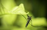 Le moustique-tigre est bien le vecteur de la dengue en France