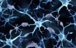 Les astrocytes, une nouvelle piste pour traiter la maladie d'Alzheimer