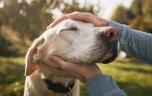 Un homme paralysé peut à nouveau sentir la fourrure de son chien