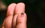 Chikungunya : l’île de La Réunion renforce son dispositif de crise 