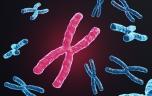 Vieillissement cérébral accéléré : le chromosome X de la mère en cause 