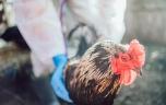 Grippe aviaire : les mesures prises pour éviter l’épidémie 