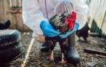 Grippe aviaire : faut-il s’inquiéter de la transmission entre humains ?