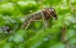 Quel est le phlébotome, cet insecte qui peut transmettre une maladie aux humains ?