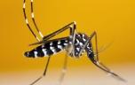Chikungunya, dengue, Zika : presque toute la France en forte vigilance à cause des moustiques tigres