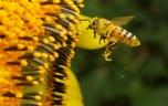 Cancer du poumon : les abeilles peuvent le repérer