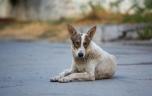 Paludisme, rage... Quels sont les animaux les plus dangereux de la planète ?