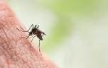 Dengue : la Guadeloupe passe en phase épidémique 