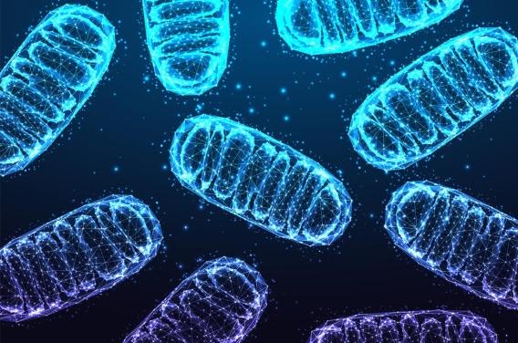 Mitochondries et diabète : une nouvelle piste pour comprendre la maladie