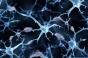 Maladie d'Alzheimer : l'espoir d'un traitement grâce à une protéine protectrice du cerveau