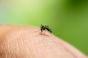 Les maladies transmises par les moustiques sont en hausse dans l’UE