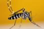 Chikungunya, dengue, Zika : presque toute la France en forte vigilance à cause des moustiques tigres