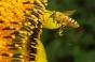 Cancer du poumon : les abeilles peuvent le repérer