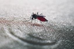 Chikungunya : les Antilles se mobilisent pour faire face à l'épidémie