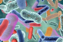 Comment les régimes protéinés influencent le microbiome intestinal