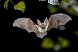 Rage : un enfant meurt après un contact avec une chauve-souris