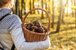 Cueillette des champignons : les symptômes pouvant faire craindre une intoxication