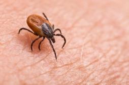 Maladie de Lyme : l’ADN de la bactérie entièrement cartographiée