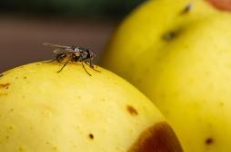 Parkinson : un gène identifié chez les mouches de fruits pourrait inverser les symptômes