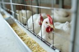 Grippe aviaire H5N2 : le décès du premier cas humain est 