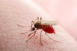 Virus du Nil occidental : 3 cas autochtones identifiés en Provence-Alpes-Côte d’Azur