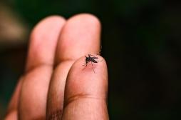 Dengue : un cas sur cinq est dû au changement climatique, selon une étude