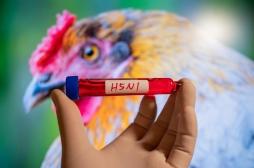 Grippe aviaire : un vaccin expérimental à ARNm cible le virus H5N1