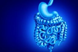 Greffe d’organes : un risque accru de décès en cas de microbiote intestinal déséquilibré 