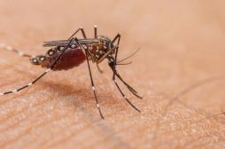 Dengue : le premier cas autochtone de l’année détecté dans l'Hérault
