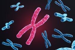 Vieillissement cérébral accéléré : le chromosome X de la mère en cause 