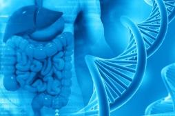 MICI : découverte d’une nouvelle voie génétique... et thérapeutique ?