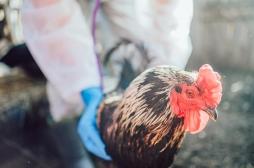 Grippe aviaire : les mesures prises pour éviter l’épidémie 