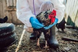 Grippe aviaire : faut-il s’inquiéter de la transmission entre humains ?