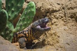 Un scanner à base de salive de lézard détecte une tumeur rare du pancréas