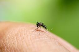 JO de Paris : la menace des virus transmis par les moustiques tigres