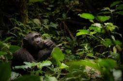 Les chimpanzés se soignent aussi avec des plantes médicinales