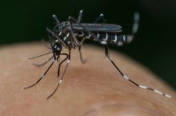 Zika : la menace persiste aux Etats-Unis