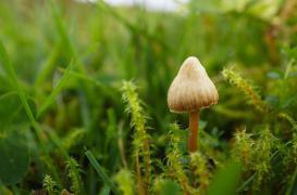 Cancer : la dépression calmée par les champignons hallucinogènes 