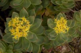 Dépression : Rhodiola rosea doit encore faire ses preuves