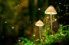 Etats-Unis : dépénalisation de champignons hallucinogènes pour lutter contre la dépression