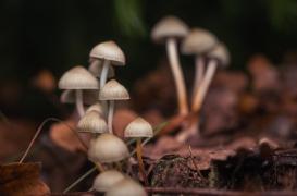 Dépression résistante : une substance dans les champignons hallucinogènes permet de la soigner