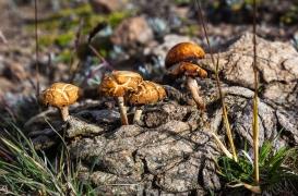 Dépression : un champignon au secours de vos neurones