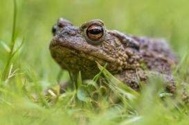 Dépression : et si le venin psychédélique d'un crapaud permettait de traiter ce trouble ?